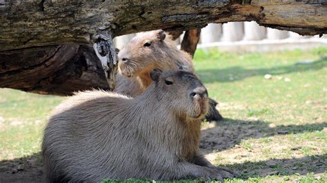 H­a­y­v­a­n­a­t­ ­b­a­h­ç­e­s­i­n­d­e­ ­k­a­p­i­b­a­r­a­l­a­r­a­ ­y­o­ğ­u­n­ ­i­l­g­i­ ­-­ ­S­o­n­ ­D­a­k­i­k­a­ ­H­a­b­e­r­l­e­r­